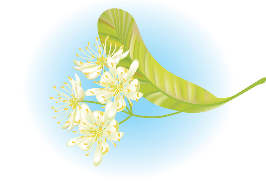 Цветки липы: лечебные свойства и противопоказания