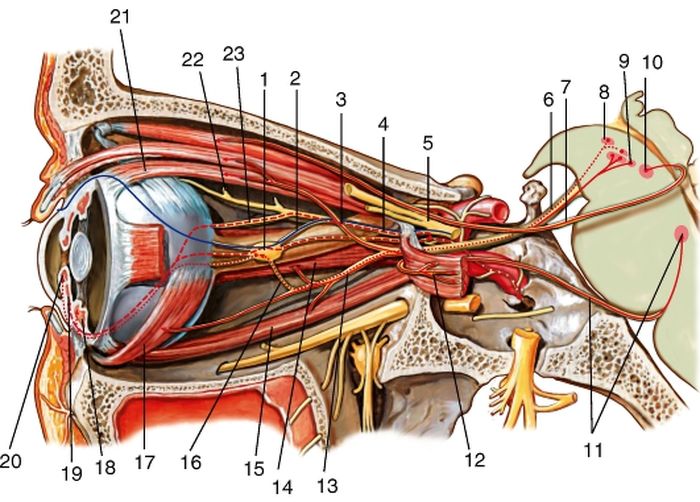 Верхняя ветвь глазодвигательного нерва