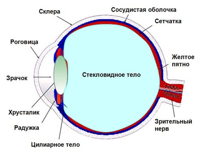 Схема строения глаза