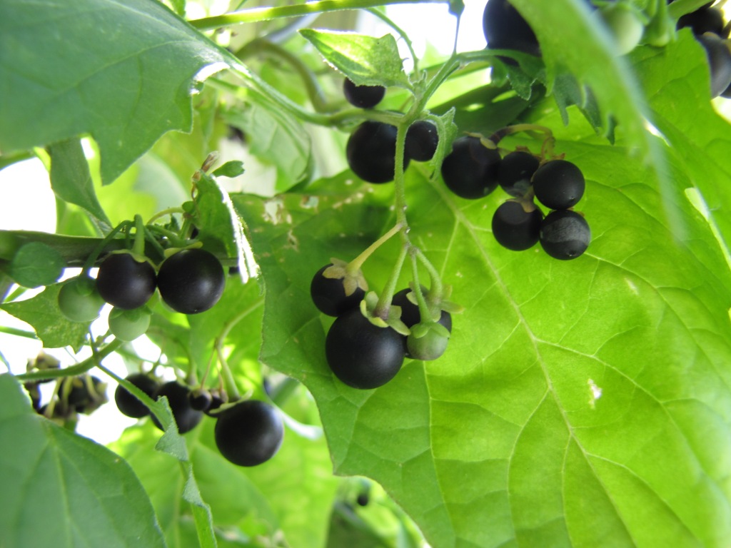 Паслен черный - лечебные свойства, противопоказания и другие особенности растения