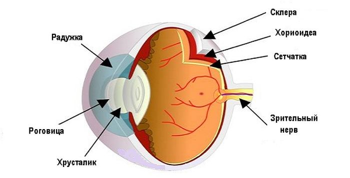 Анатомия склеры глаза
