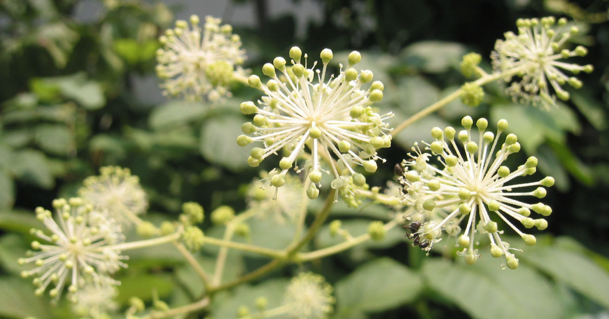 Аралия маньчжурская - лечебные свойства, противопоказания и другие особенности растения