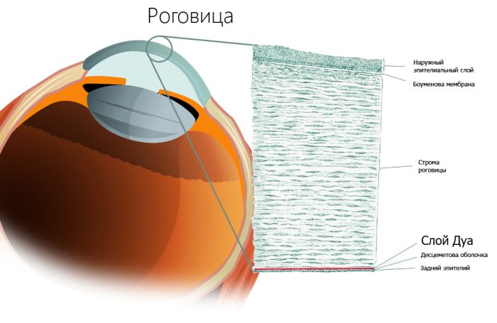 Анатомия роговицы глаза