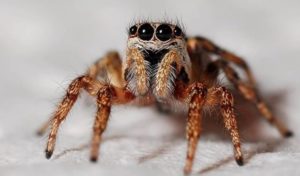 Насколько действительно опасны паукообразные насекомые?
